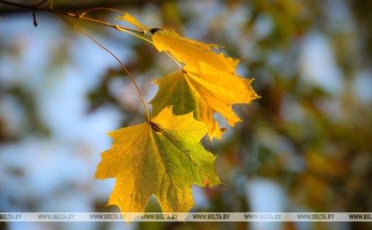 В Беларуси к концу недели похолодает
