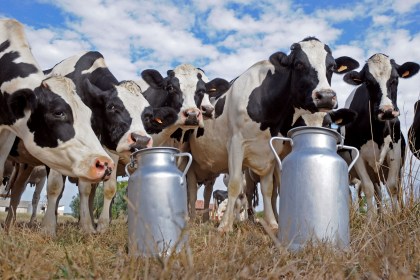 Команда ОАО «Батчи» Кобринского района стала лучшим звеном по искусственному осеменению животных