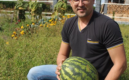 Как на приусадебных участках кобринчан растут арбузы