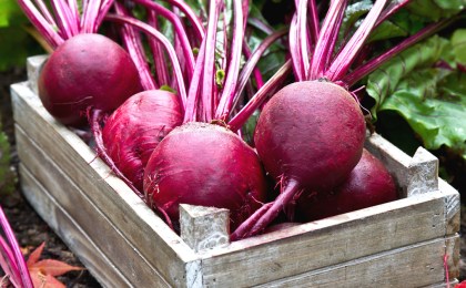 Требуются рабочие на уборку столовой свеклы в ОАО «Агро-Кобринское»