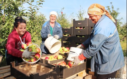 Батчынскіх яблыкаў хопіць усім. Салодкая спакуса ў садах ААТ “Батчы”