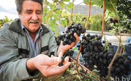 Семья из деревни Борисово Кобринского района на своем участке выращивает почти 80 сортов винограда