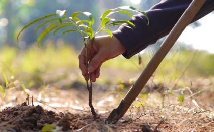 «День озеленения» на Кобринщине: 9 октября будет производиться посадка деревьев в аг. Киселевцы