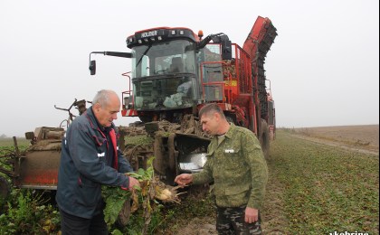 Ураджайнасць буракоў у ААТ «Стрыгава»  – адна з лепшых у Кобрынскім раёне 