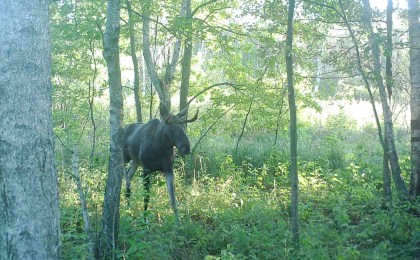 Вот такие красавцы обитают в угодьях Дивинского лесничества в Кобринском районе