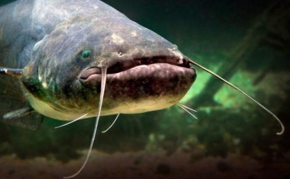 Лов сома и сига в Беларуси запрещен с 1 ноября