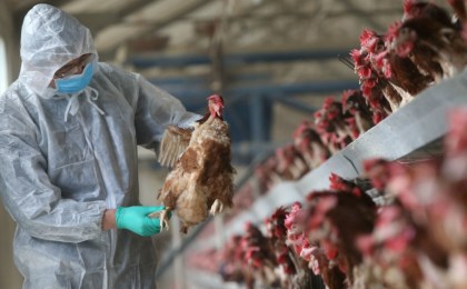 Главный ветеринарный врач Кобринского района: «Ситуация с птичьим гриппом обостряется»