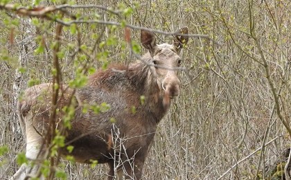 Троян-дуб и клёны заказника «Дивин - Великий лес»