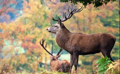 25 благородных оленей стали новыми обитателями кобринских лесов
