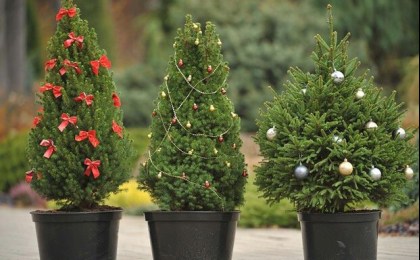 Купить ели в кадках и высадить весной - Минлесхоз предлагает сохранить новогодние деревья