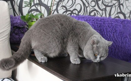 Как живётся пушистому чемпиону - коту Марселю из Кобрина