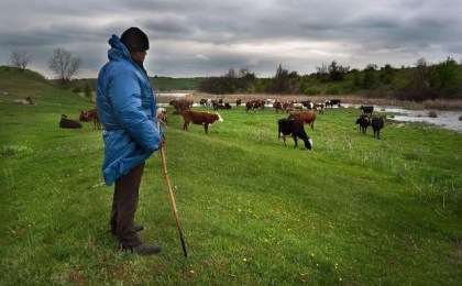 Жительница Кобринского района фиктивно оформила свою дочь пастухом и полгода получала зарплату подчиненного