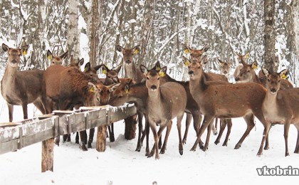 Обед для копытных, или Малое путешествие по лесным угодьям Кобринщины