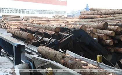 В Беларуси будет внедрена единая автоматизированная госсистема учета древесины и сделок с ней