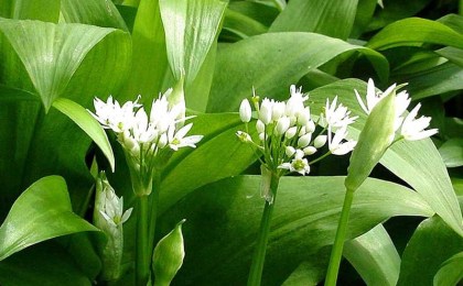 Защитники природы призывают любителей весенней флоры поберечь редкие первоцветы