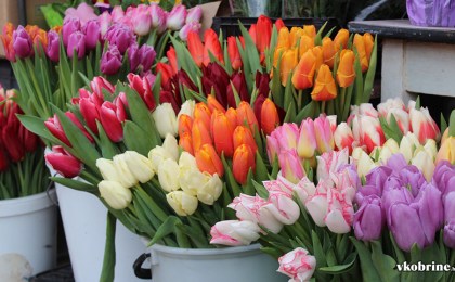 Тюльпанные ярмарки в Кобрине готовятся женскому празднику