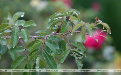 Оранжевый уровень опасности объявлен в Беларуси 20 мая из-за сильных дождей