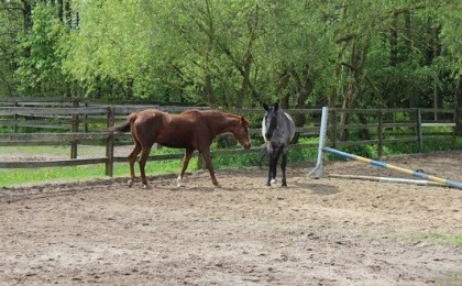 В Верхолесье Кобринского района ремонтируют конюшню спортивной школы