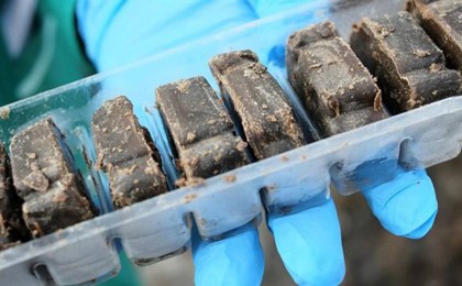 С 19 мая с целью профилактики бешенства проводится оральная иммунизация диких плотоядных животных