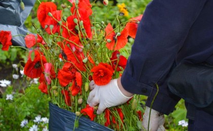 На Брестчине проводится специальная программа «Мак»