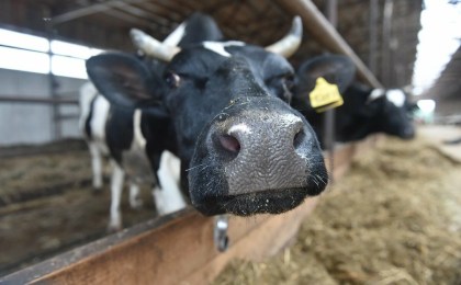 Падеж скота в Кобринском районе. Мертвых животных выдавали за проданных