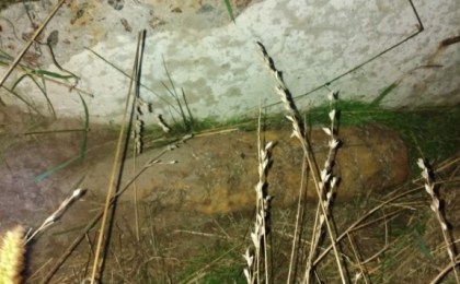 В Кобринском районе вблизи деревни Островляны обнаружен боеприпас