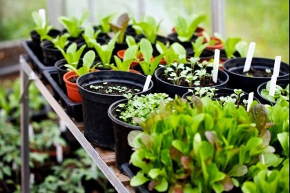 О реализации продукции цветоводства, декоративных растений, их семян и рассады