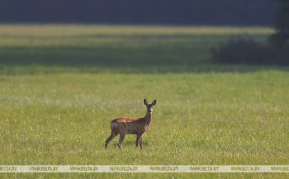 Белорусские дипломаты показали разрушительные последствия строительства Польшей забора на границе