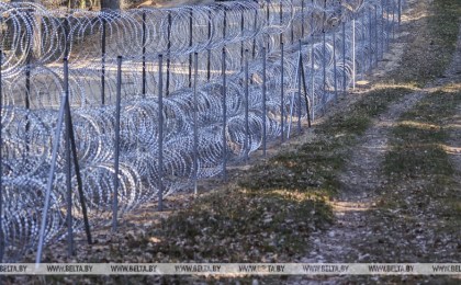 Еще один лось запутался в литовской «колючке» на границе