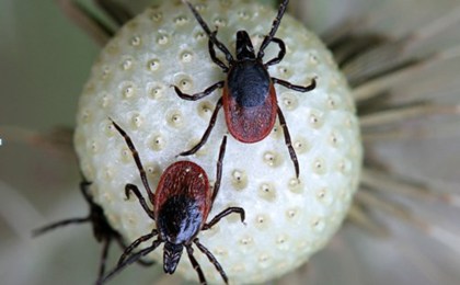 Осторожно - клещевой энцефалит!