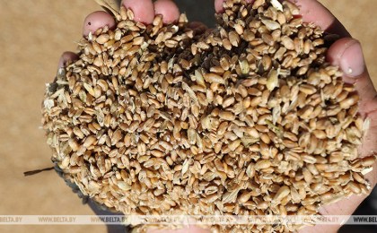 Четыре тонны зерна просыпалось на дорогу в Кобринском районе