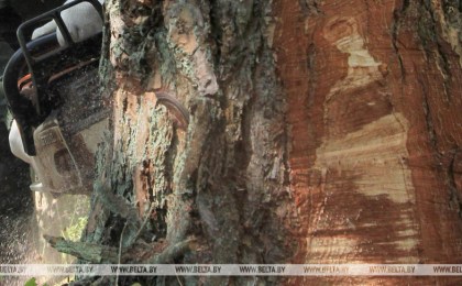 В Брестской области за три года снизилось число незаконных рубок