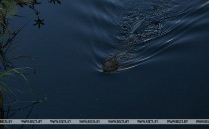 Работника охотхозяйства в Кобринском районе поймали на браконьерстве