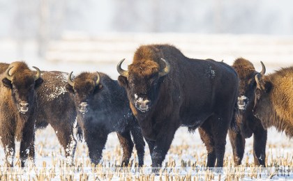 Всемирный день дикой природы в Беловежской пуще предлагают отметить тематической экскурсией