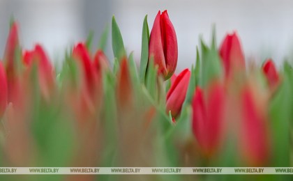 В Беларуси в 2022 году выращено на 13% больше цветов и бутонов на срез