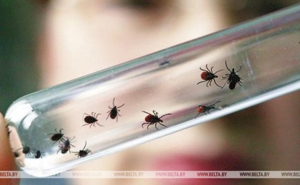 Энтомологи отмечают раннюю активность клещей в Брестской области