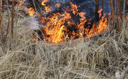О причинах возникновения пожаров в экосистемах в сезон повышенной пожарной опасности