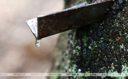 Лесхозы Брестской области готовы к сезону сбора березового сока