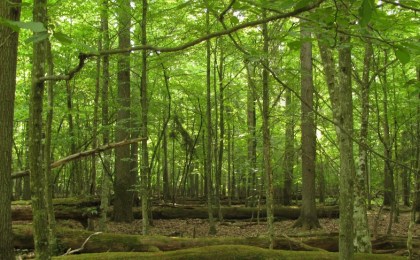 Экскурсии по заповедной дубраве организуют в Беловежской пуще к Международному дню лесов