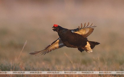 Сезон охоты на глухаря и тетерева открылся в Беларуси