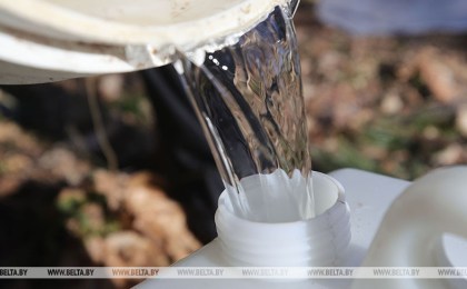 Лесхозы Брестской области начали продавать березовый сок