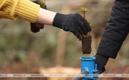 Жители Брестской области смогут присоединиться к Неделе леса с 1 по 8 апреля
