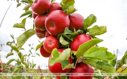 Белорусский детский фонд высадит яблоневые сады по всей Беларуси