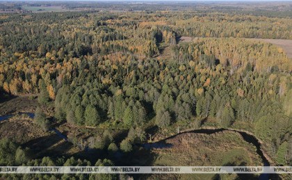 Ограничения на посещение лесов введены в 44 районах Беларуси