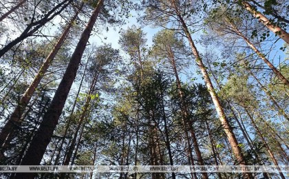 В Минлесхозе рассказали о мерах по предупреждению лесных пожаров