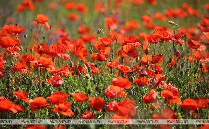 Специальная программа «Мак» проходит в Беларуси с 1 июня по 15 сентября