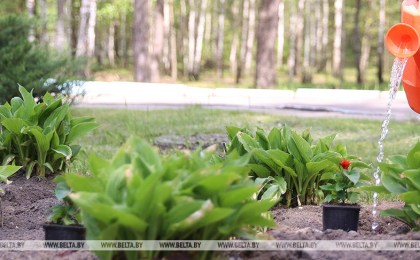 Минприроды объявило акцию по поливу молодых зеленых насаждений