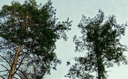 В Беловежской пуще нашли посадку дугласовой пихты почти вековой давности