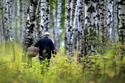 В Кобринском районе спасатели нашли пропавшего в лесном массиве пенсионера