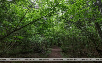 МВД напоминает о правилах безопасности при походе в лес